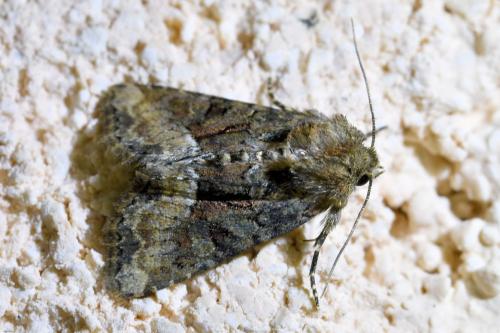 Oligia sp.